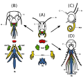 Image 3The development of insect mouthparts from the primitive chewing mouthparts of a grasshopper in the center (A), to the lapping type (B) of a bee, the siphoning type (C) of a butterfly and the sucking type (D) of a female mosquito. Legend: a – antennae c – compound eye lb – labium lr – labrum md – mandibles mx – maxillae (from Insect morphology)