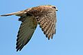 In flight in Victoria, Australia