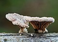 22 Gemeiner Spaltblättling, Schizophyllum commune-20191216-RM-152856 uploaded by Ermell, nominated by Ermell,  11,  2,  1