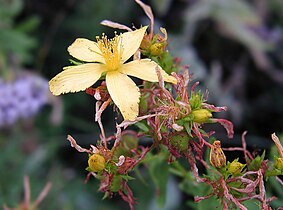 Hypericum perforatum, hierba de los soldados