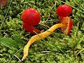 Hygrocybe splendidissima