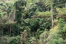 Limestone forest, Bacuit Bay, Palawan, Philippines.jpg