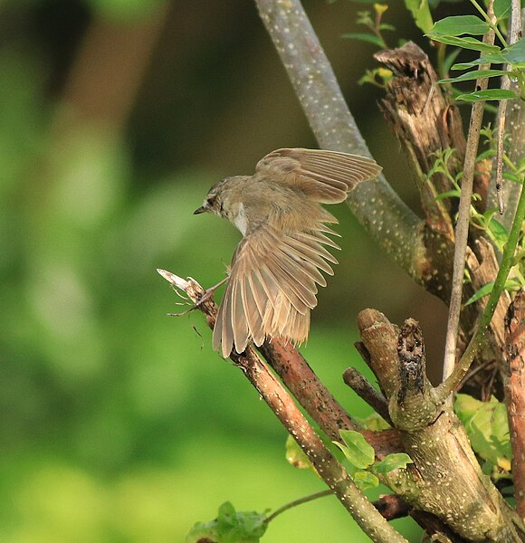 File:Paddyfield warbler 26.jpg