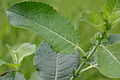 Salix myrsinifolia