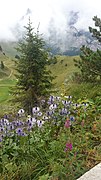 Schynige Platte Alpine Garden 02.jpg