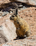 Vizcacha de la sierra