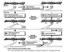 1-4pav.Skersinių miozino tiltelių ciklas.jpg