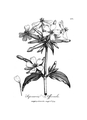 Saponaria officinalis Vol 4 Plate 251 from William Woodville: Medical Botany (1790)