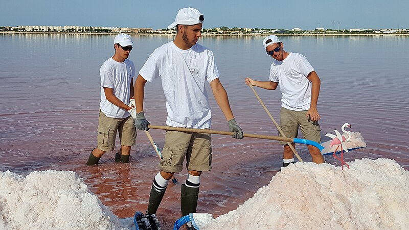 File:Oogst Fleur de Sel in de Camargue.jpg