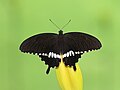 88 Open wing basking position of Papilio polytes (Linnaeus,1758) – Common Mormon (Male) uploaded by Atanu Bose Photography, nominated by Bodhisattwa,  10,  1,  1