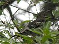 Aztec thrush