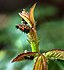 Larve des de:Asiatischer Marienkäfer und de:Große Rosenblattlaus