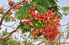 Caesalpinia pulcherrima