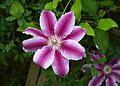 Clematis Early Largeflowered Group