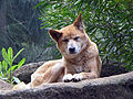 Dingo (Canis lupus dingo)