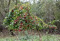 Whole plant in autumn with leaves and fruits