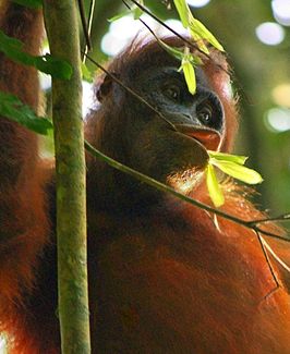 Orang-oetan in het park (2008).