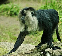 The endangered lion-tailed macaque is endemic to the Western Ghats