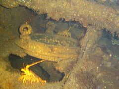 Porthole on the wreck of the SS Lusitania