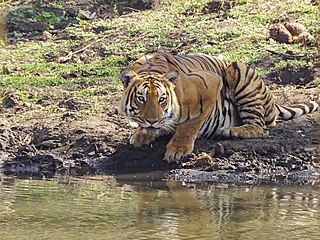 With a population of 724, the western ghats is home to the largest population of tigers on earth