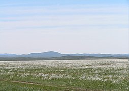 Steppe of East Ayagoz region, Kazakhstan.