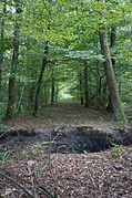 Long sentier en ligne droite dans la forêt.