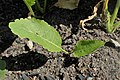 Young plant, cultivated, Germany