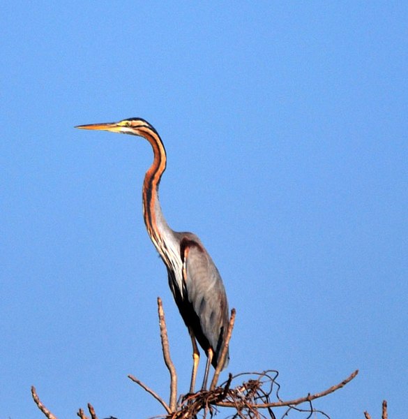 File:Birding - 6198289275.jpg