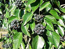 Black berries on a dead tree near Marr Green, Wiltshire - geograph.org.uk - 327560.jpg