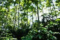 Image 65Shade-grown coffee (Coffea arabica) in Sierra Norte of Puebla (from Agroforestry)