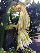 Fleurs de Hylocereus undatus