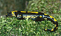 Salamandra (anfibio)