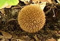 a sfera (Lycoperdon echinatum)