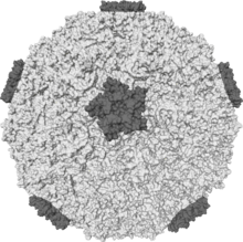 Rhinovirus