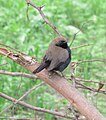 Male; Bhindawas bird sanctuary, Jhajjar, Haryana, India