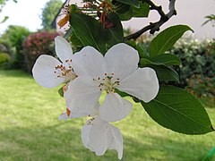 May 2004 nature in Fouesnant 19.jpg