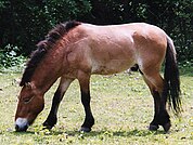 MongolianWildHorse.jpg