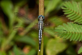 Acisoma panorpoides (Libelluloidea)