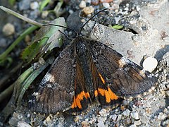 カバシャク Ar. parthenias, ロシア