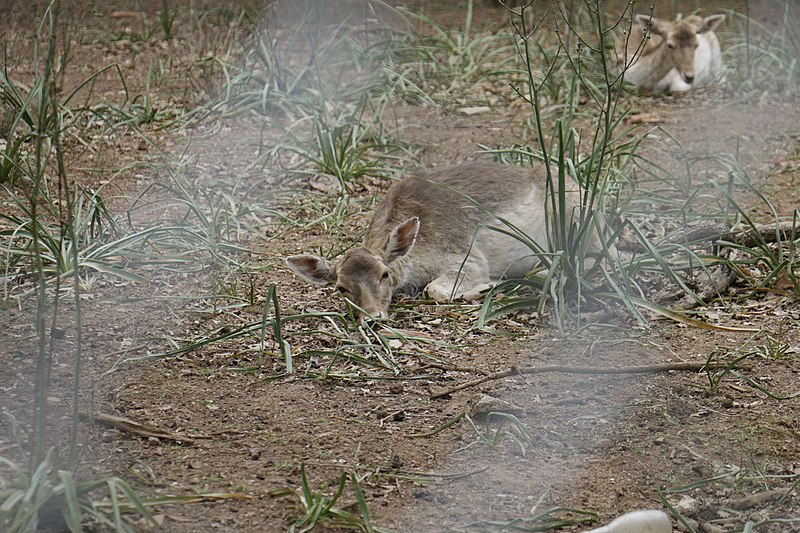 File:Behind the fence.jpg