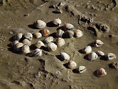 Île Juist en mer du Nord.