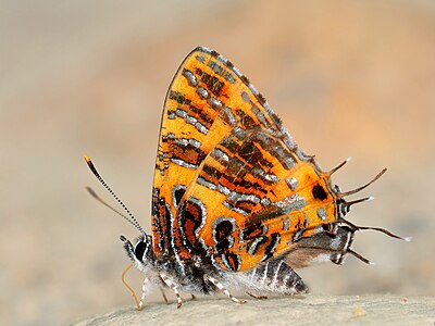 Close wing puddling position of Catapaecilma subochrea Elwes, (1893) - Yellow Tinsel