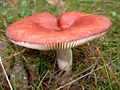 !Russula rubra!