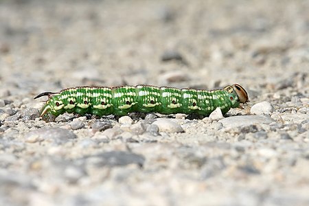 Sphinx pinastri (Pine Hawk-moth), caterpillar