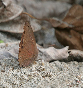 Arhopala amantes