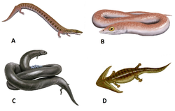 Rhynchonkos (A), Phlegethontia (B), Lysorophus (C) & Diplocaulus (D)