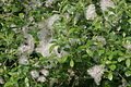 Salix myrsinifolia, fruchtende Zweige