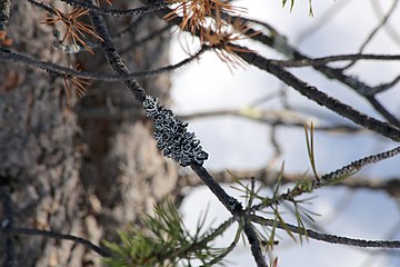 Nature of Inari