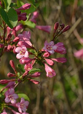 Weigela florida