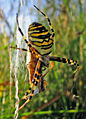 Wespenspinne (Argiope bruennichi)